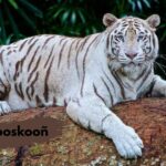 zooskooñ