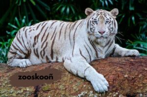 zooskooñ