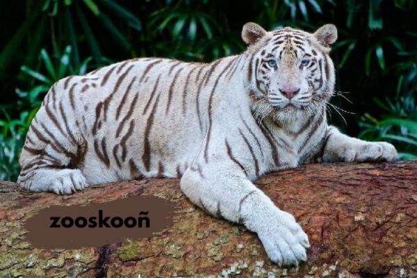 zooskooñ
