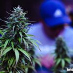 5starsstocks.com cannabis