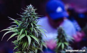 5starsstocks.com cannabis