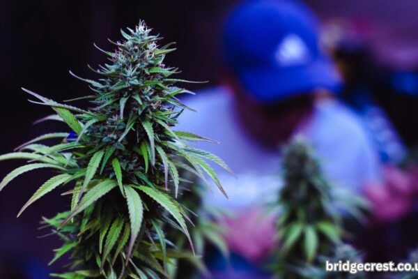 5starsstocks.com Cannabis: A Deep Dive into the Green Investment Revolution 5starsstocks.com cannabis