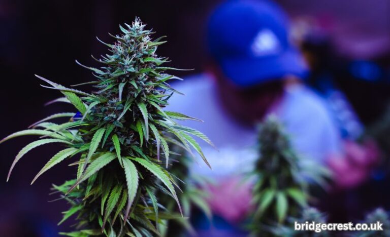 5starsstocks.com cannabis