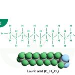 Fatty Acid