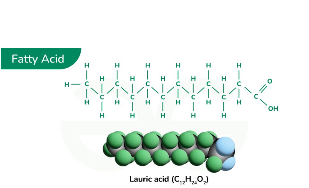 Fatty Acid