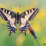 https://pussmoth.com/el-simbolismo-de-un-regalo-de-mariposa-de-cristal