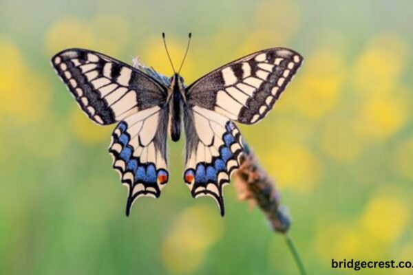 https://pussmoth.com/el-simbolismo-de-un-regalo-de-mariposa-de-cristal https://pussmoth.com/el-simbolismo-de-un-regalo-de-mariposa-de-cristal