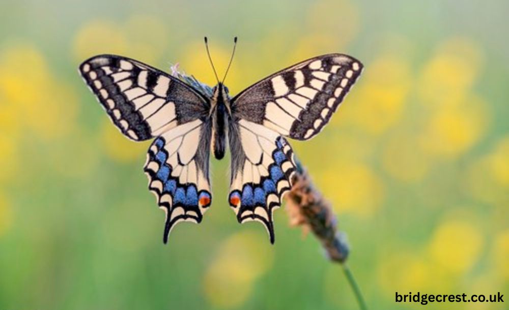 https://pussmoth.com/el-simbolismo-de-un-regalo-de-mariposa-de-cristal