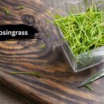 lyposingrass