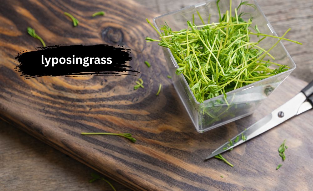 lyposingrass