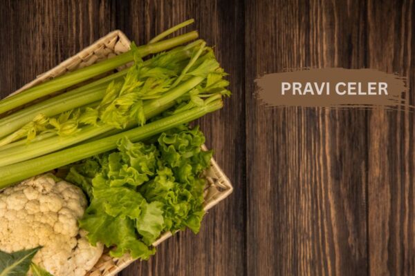 Pravi Celer: A Complete Guide to the Power of Real Celery pravi celer
