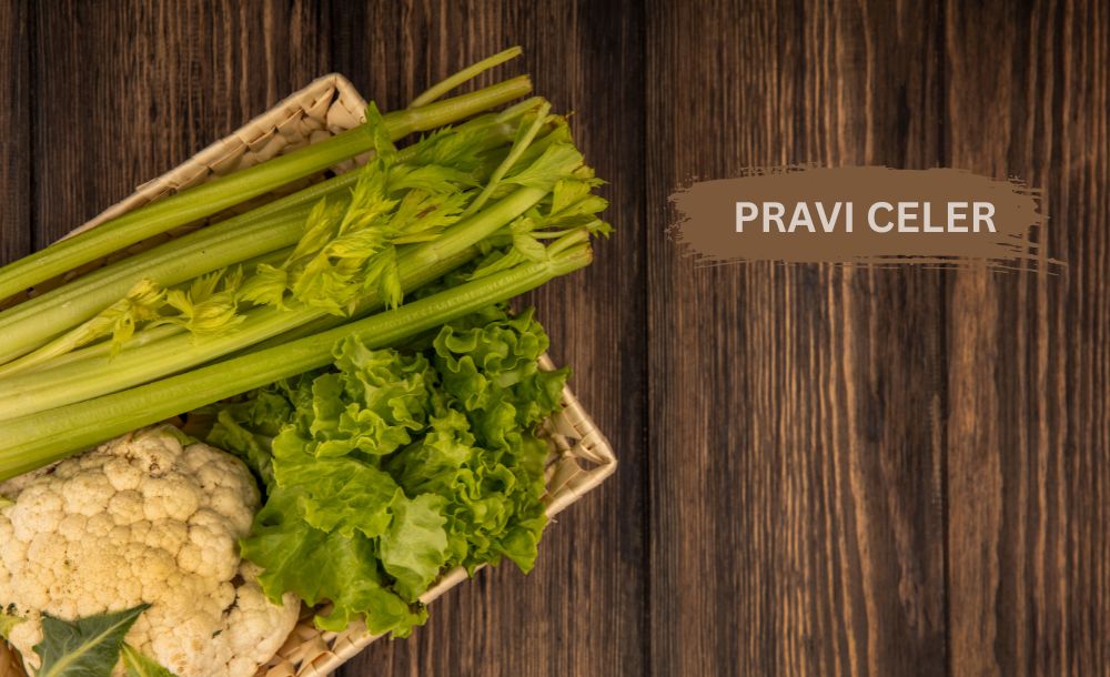 pravi celer