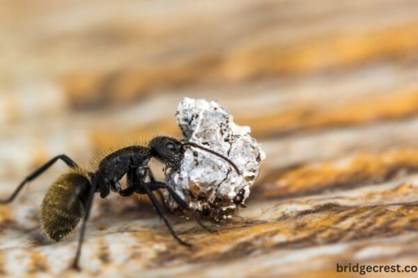 Hormita: Exploring Its Meaning, Origins, and Modern-Day Relevance Hormita