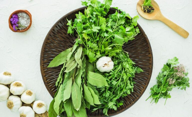 Koriandri: The Timeless Herb That Balances Flavor and Health