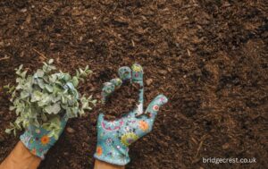 Soil to Self Why Nature Remains the Healer