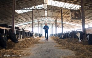 Profitable Mini Cow Farms